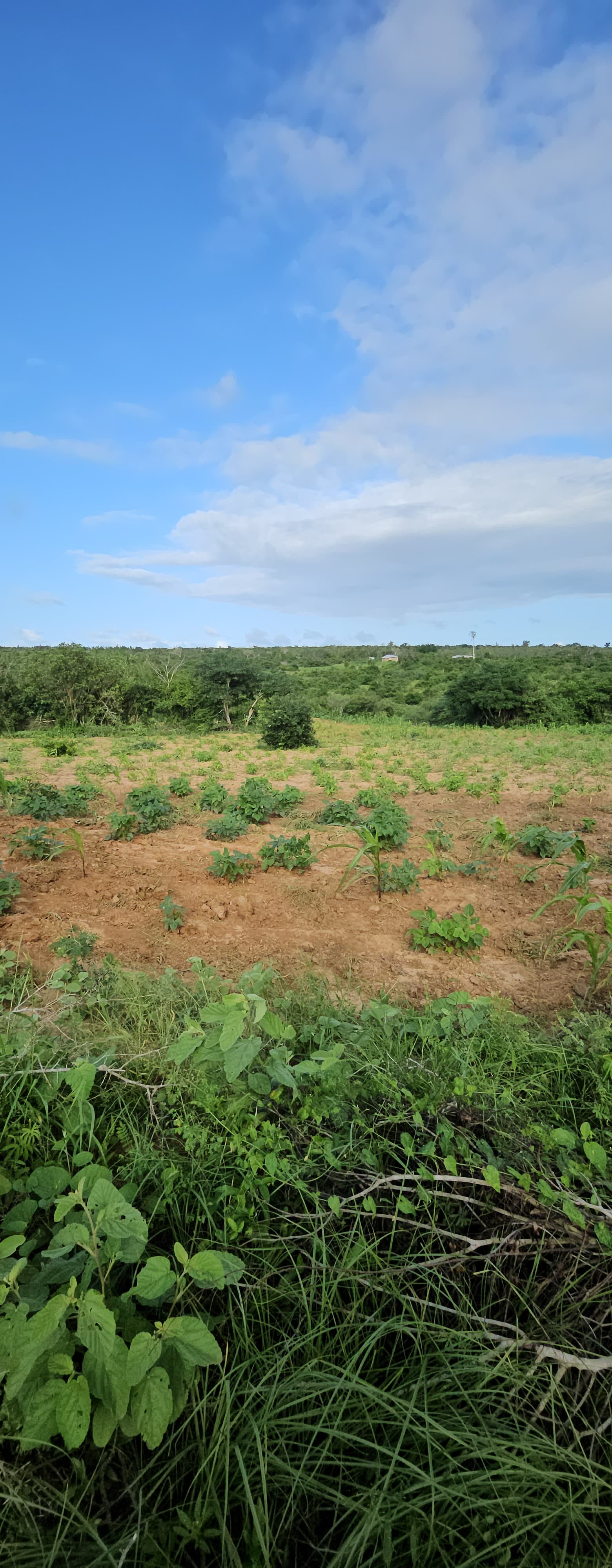 Malindi Singwaya